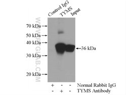 Thymidylate synthase Rabbit anti-Human, Mouse, Rat, Polyclonal, Proteintech