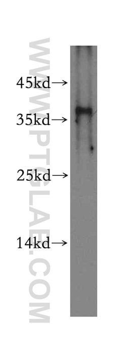 TRNAU1AP/SECP43 Rabbit anti-Human, Mouse, Rat, Polyclonal, Proteintech