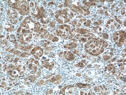 NUPR1 Rabbit anti-Human, Polyclonal, Proteintech 150 &mu;L; Unconjugated:Antibodies,