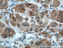 NUPR1 Rabbit anti-Human, Polyclonal, Proteintech