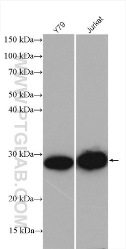 HPRT1 Rabbit anti-Human, Mouse, Rat, Polyclonal, Proteintech:Anticuerpos:Anticuerpos