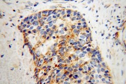 NDUFS3 Rabbit anti-Human, Mouse, Rat, Polyclonal, Proteintech 150 &mu;L;