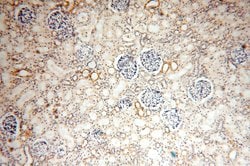 NDUFS3 Rabbit anti-Human, Mouse, Rat, Polyclonal, Proteintech 150 &mu;L;