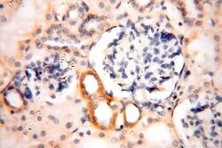 NDUFS3 Rabbit anti-Human, Mouse, Rat, Polyclonal, Proteintech 150 &mu;L;