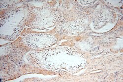 NDUFS3 Rabbit anti-Human, Mouse, Rat, Polyclonal, Proteintech 150 &mu;L;