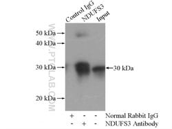 NDUFS3 Rabbit anti-Human, Mouse, Rat, Polyclonal, Proteintech 150 &mu;L;