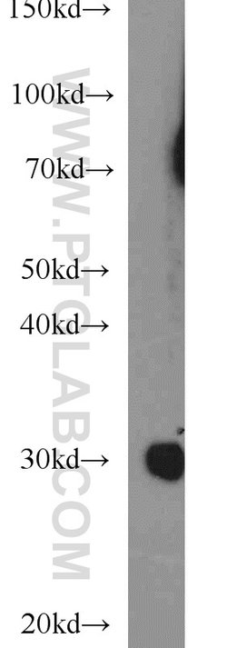 NDUFS3 Rabbit anti-Human, Mouse, Rat, Polyclonal, Proteintech 150 &mu;L;