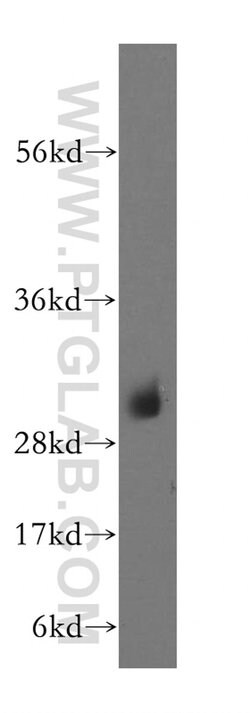 NDUFS3 Rabbit anti-Human, Mouse, Rat, Polyclonal, Proteintech 150 &mu;L;