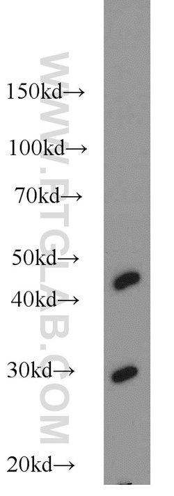 NDUFS3 Rabbit anti-Human, Mouse, Rat, Polyclonal, Proteintech 150 &mu;L;