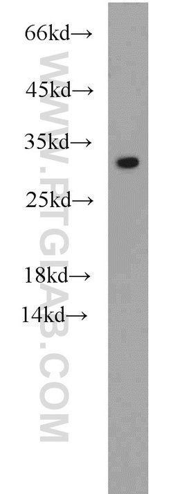 NDUFS3 Rabbit anti-Human, Mouse, Rat, Polyclonal, Proteintech 150 &mu;L;
