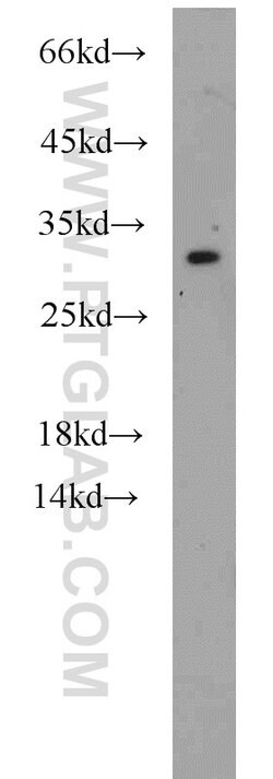 NDUFS3 Rabbit anti-Human, Mouse, Rat, Polyclonal, Proteintech 150 &mu;L;