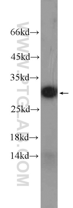NDUFS3 Rabbit anti-Human, Mouse, Rat, Polyclonal, Proteintech 150 &mu;L;