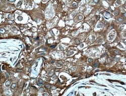 PDAP1 Rabbit anti-Human, Polyclonal, Proteintech 150 &mu;L; Unconjugated:Antibodies,