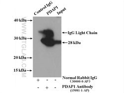 PDAP1 Rabbit anti-Human, Polyclonal, Proteintech 150 &mu;L; Unconjugated:Antibodies,