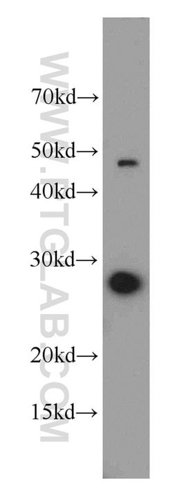 PDAP1 Rabbit anti-Human, Polyclonal, Proteintech 150 &mu;L; Unconjugated:Antibodies,