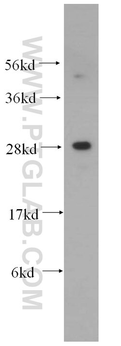 PDAP1 Rabbit anti-Human, Polyclonal, Proteintech 150 &mu;L; Unconjugated:Antibodies,