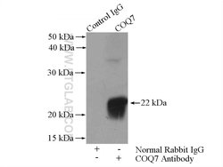 COQ7 Rabbit anti-Human, Mouse, Rat, Polyclonal, Proteintech 20 &mu;L; Unconjugated:Antibodies,