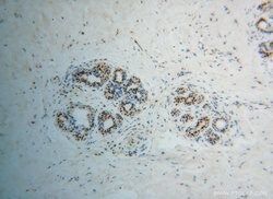 POLR2H Rabbit anti-Human, Mouse, Rat, Polyclonal, Proteintech 150 μL;