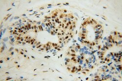 POLR2H Rabbit anti-Human, Mouse, Rat, Polyclonal, Proteintech 150 μL;