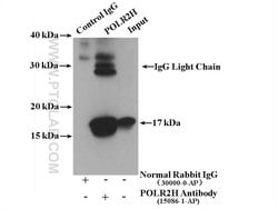 POLR2H Rabbit anti-Human, Mouse, Rat, Polyclonal, Proteintech 150 μL;