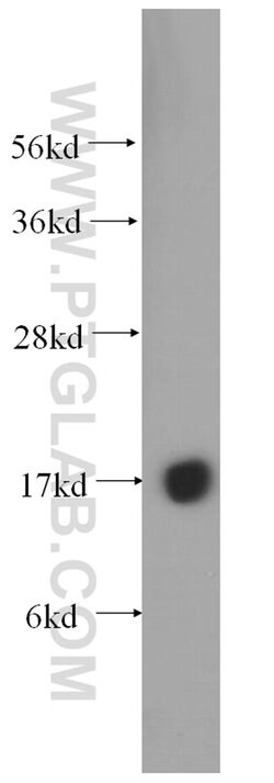 POLR2H Rabbit anti-Human, Mouse, Rat, Polyclonal, Proteintech 150 μL;