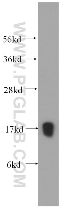 POLR2H Rabbit anti-Human, Mouse, Rat, Polyclonal, Proteintech 150 μL;