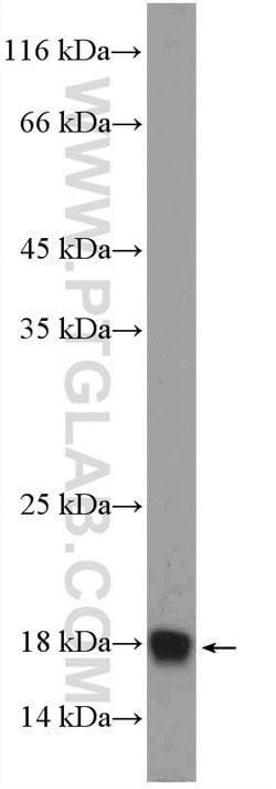 POLR2H Rabbit anti-Human, Mouse, Rat, Polyclonal, Proteintech 150 μL;