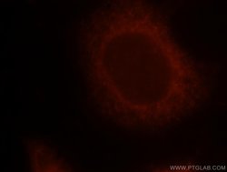 TNIP1 Rabbit anti-Human, Mouse, Polyclonal, Proteintech:Antibodies:Primary