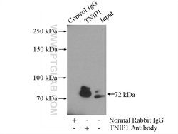 TNIP1 Rabbit anti-Human, Mouse, Polyclonal, Proteintech:Antibodies:Primary