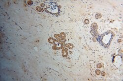 HCCS Rabbit anti-Human, Mouse, Rat, Polyclonal, Proteintech 150 &mu;L;