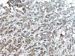 HCCS Rabbit anti-Human, Mouse, Rat, Polyclonal, Proteintech 150 &mu;L;