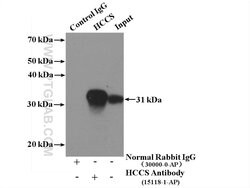 HCCS Rabbit anti-Human, Mouse, Rat, Polyclonal, Proteintech 150 &mu;L;