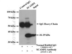 SCAMP2 Rabbit anti-Human, Mouse, Rat, Polyclonal, Proteintech 20 &mu;L;
