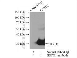 GSTO1 Rabbit anti-Human, Mouse, Rat, Polyclonal, Proteintech 20 &mu;L | Buy Online | Proteintech | Fisher Scientific