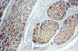GP73/GOLPH2 Rabbit anti-Human, Polyclonal, Proteintech 150 &mu;L; Unconjugated:Antibodies,