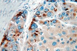 GP73/GOLPH2 Rabbit anti-Human, Polyclonal, Proteintech 150 &mu;L; Unconjugated:Antibodies,