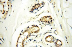 GP73/GOLPH2 Rabbit anti-Human, Polyclonal, Proteintech 150 &mu;L; Unconjugated:Antibodies,