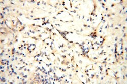 GP73/GOLPH2 Rabbit anti-Human, Polyclonal, Proteintech 150 &mu;L; Unconjugated:Antibodies,