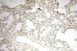 GP73/GOLPH2 Rabbit anti-Human, Polyclonal, Proteintech 150 &mu;L; Unconjugated:Antibodies,