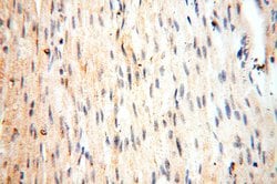 GP73/GOLPH2 Rabbit anti-Human, Polyclonal, Proteintech 150 &mu;L; Unconjugated:Antibodies,