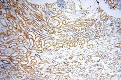GP73/GOLPH2 Rabbit anti-Human, Polyclonal, Proteintech 150 &mu;L; Unconjugated:Antibodies,