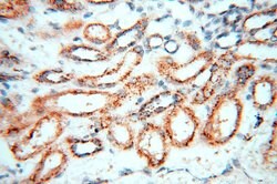 GP73/GOLPH2 Rabbit anti-Human, Polyclonal, Proteintech 150 &mu;L; Unconjugated:Antibodies,