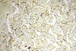 GP73/GOLPH2 Rabbit anti-Human, Polyclonal, Proteintech 150 &mu;L; Unconjugated:Antibodies,
