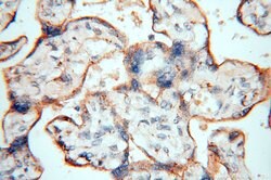 GP73/GOLPH2 Rabbit anti-Human, Polyclonal, Proteintech 150 &mu;L; Unconjugated:Antibodies,
