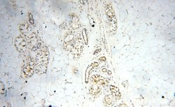 GP73/GOLPH2 Rabbit anti-Human, Polyclonal, Proteintech 150 &mu;L; Unconjugated:Antibodies,