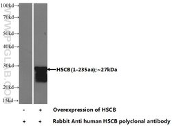 HSCB Rabbit anti-Human, Polyclonal, Proteintech:Antibodies:Primary Antibodies