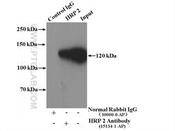 HRP 2 Rabbit anti-Human, Mouse, Rat, Polyclonal, Proteintech:Antibodies:Primary