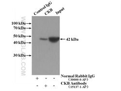Creatine kinase B type Rabbit anti-Human, Mouse, Rat, Polyclonal, Proteintech 150 &mu;L | Buy Online | Proteintech Group Inc | Fisher Scientific