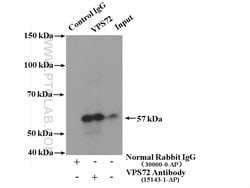 VPS72 Rabbit anti-Human, Mouse, Rat, Polyclonal, Proteintech:Antibodies:Primary