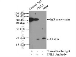 PPIL1 Rabbit anti-Human, Mouse, Rat, Polyclonal, Proteintech 150 &mu;L;
